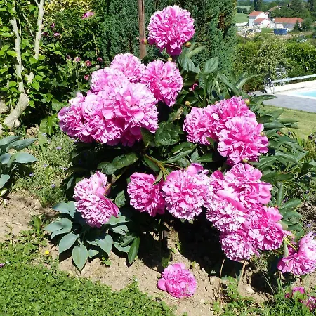 Les Enselmes Bed and breakfast Montagnieu (Isere)